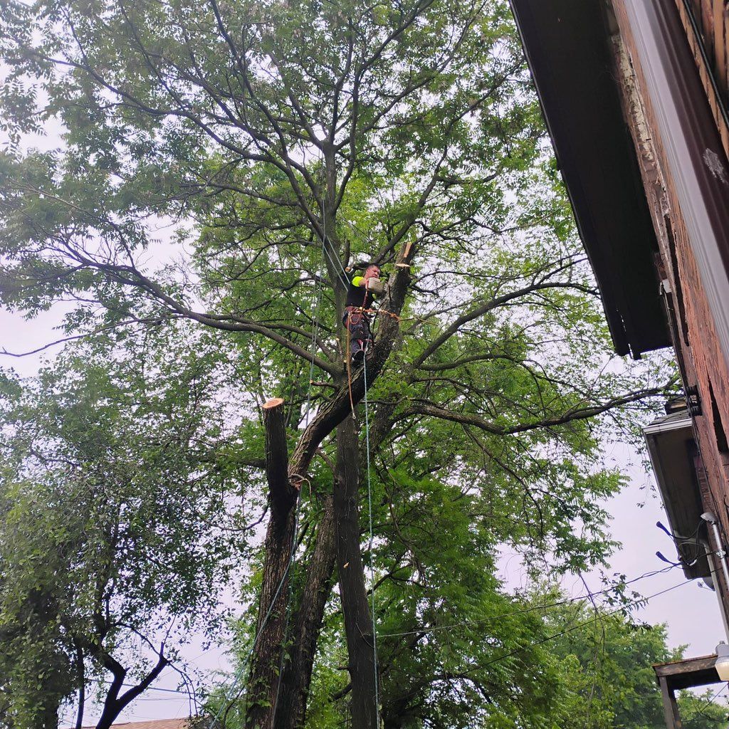 Remove trees remove stump tree trimming