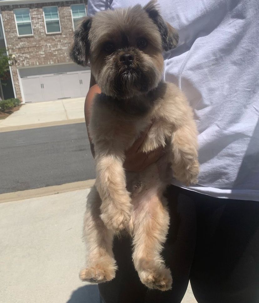 Teddy bear cut