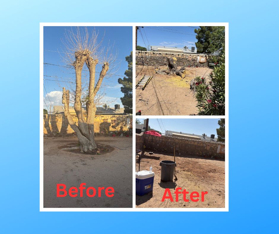 Tree Removal