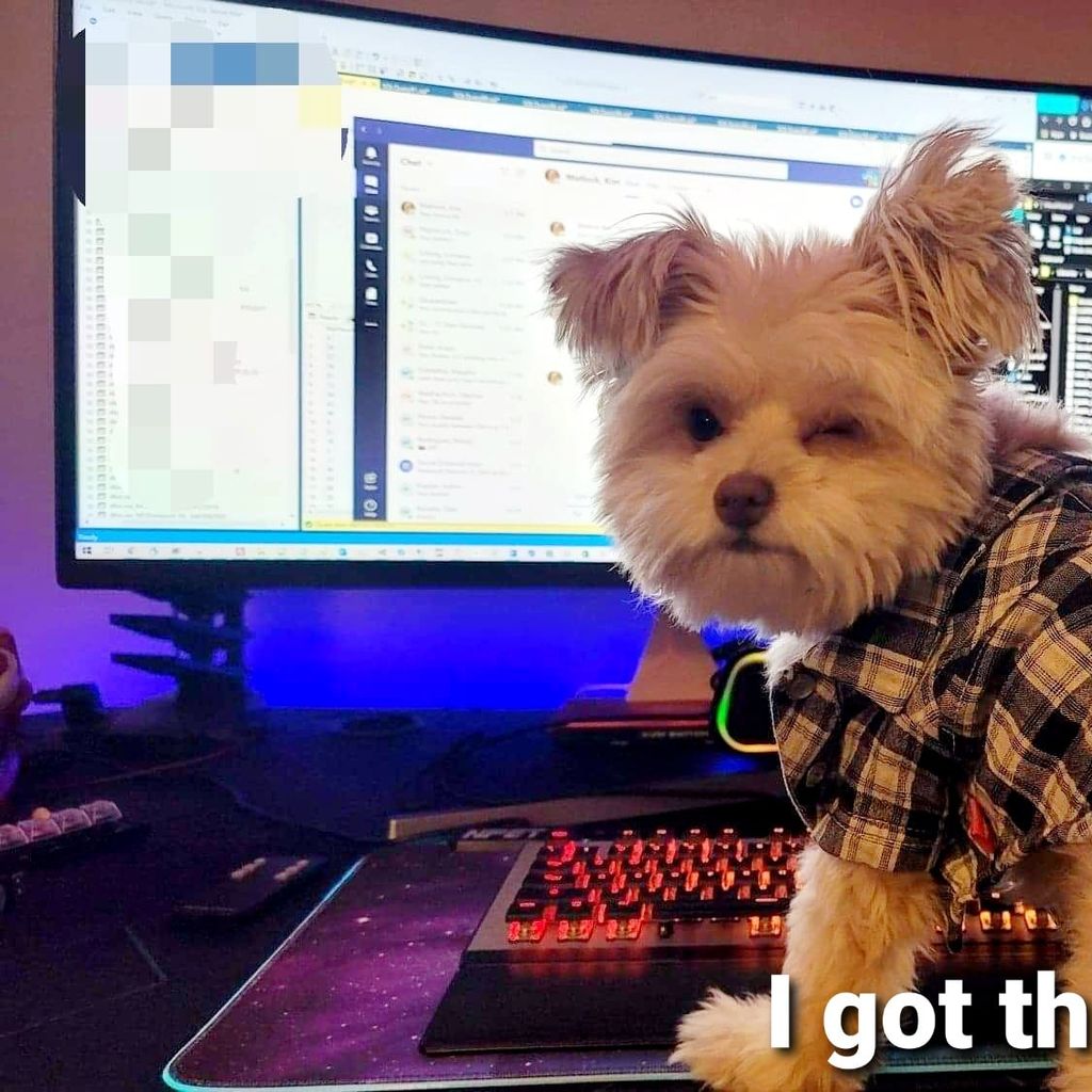 pro avatar