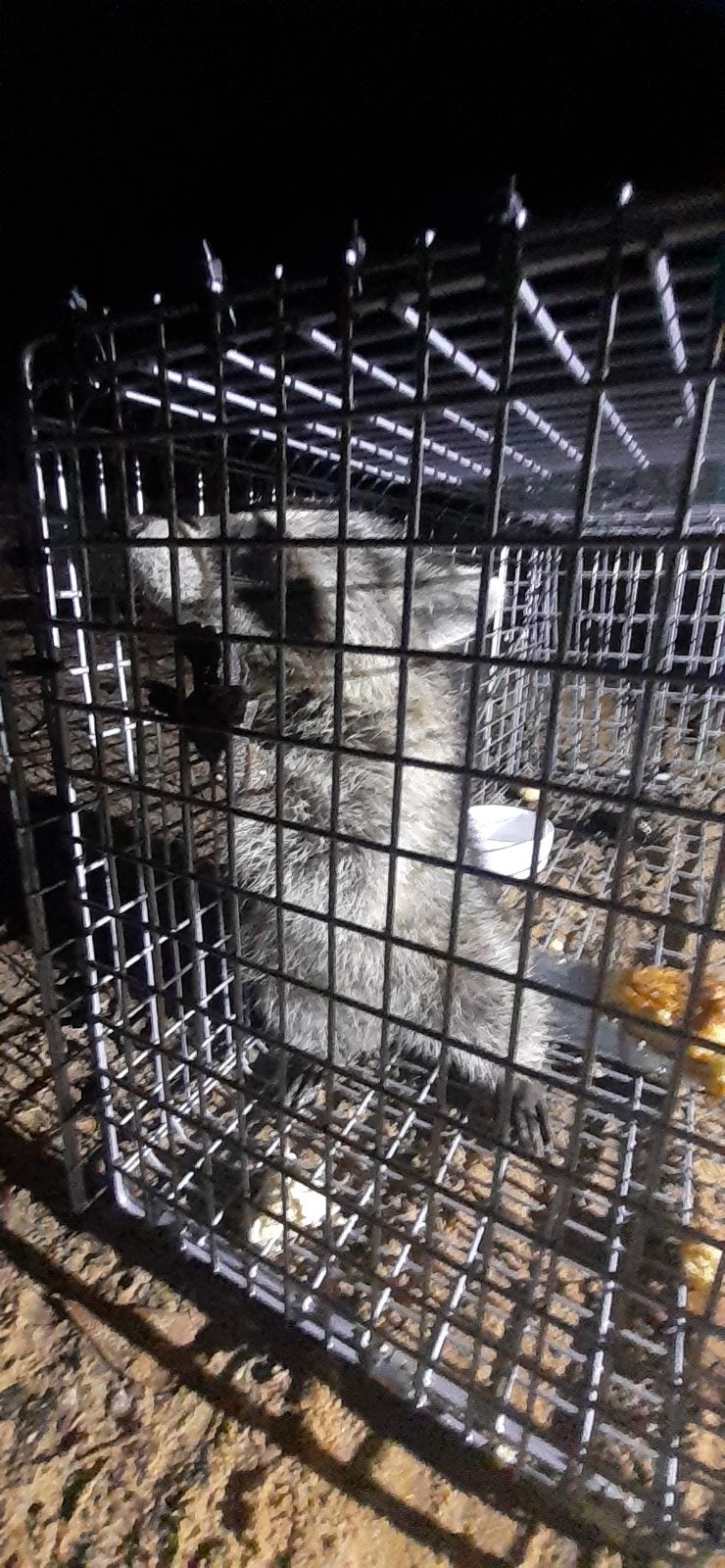 released this little guy back to freedom 