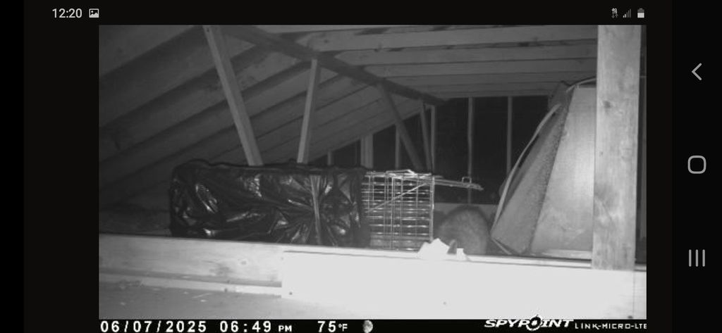 raccoon going near cage at customers house
