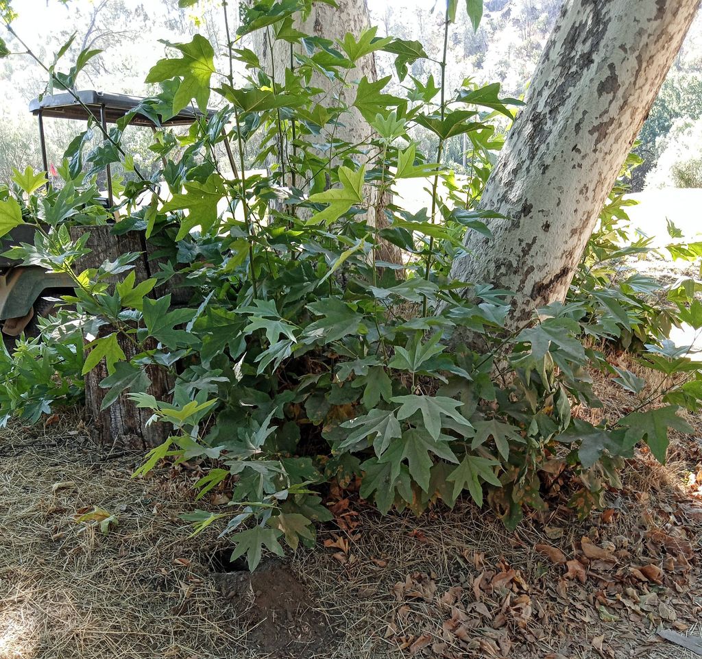 Pruning suckers off sycamore trees. BEFORE
