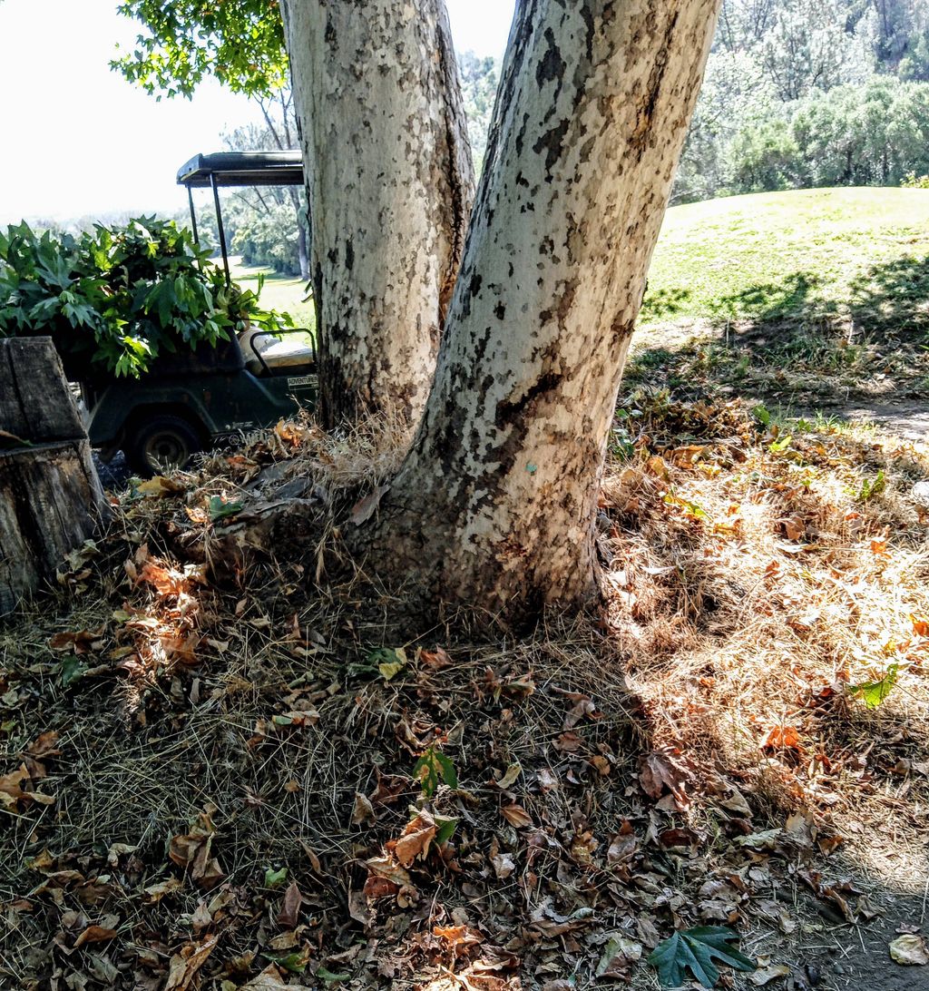  pruning suckers off sycamore trees. AFTER