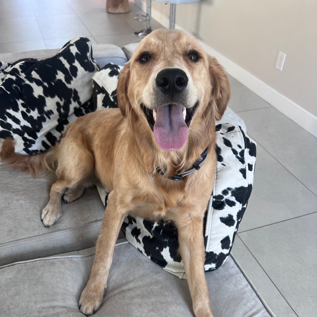 Catalina’s Cuties Pet and House Sitter