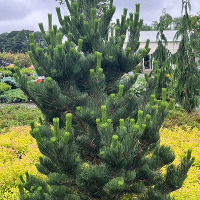 Avatar for Edge Landscaping LLC