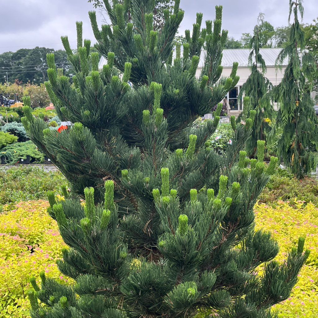 Edge Landscaping LLC