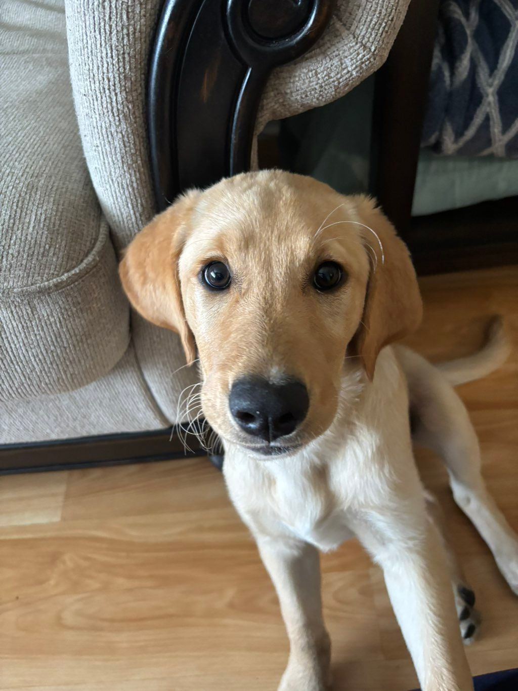 3-month-old Lab mix, sweet & high-energy puppy, I’