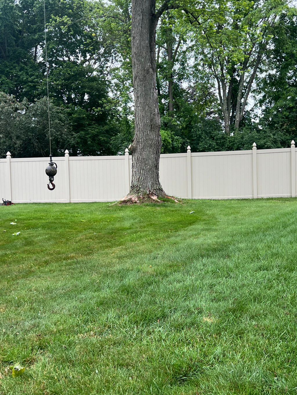 Before 🌳