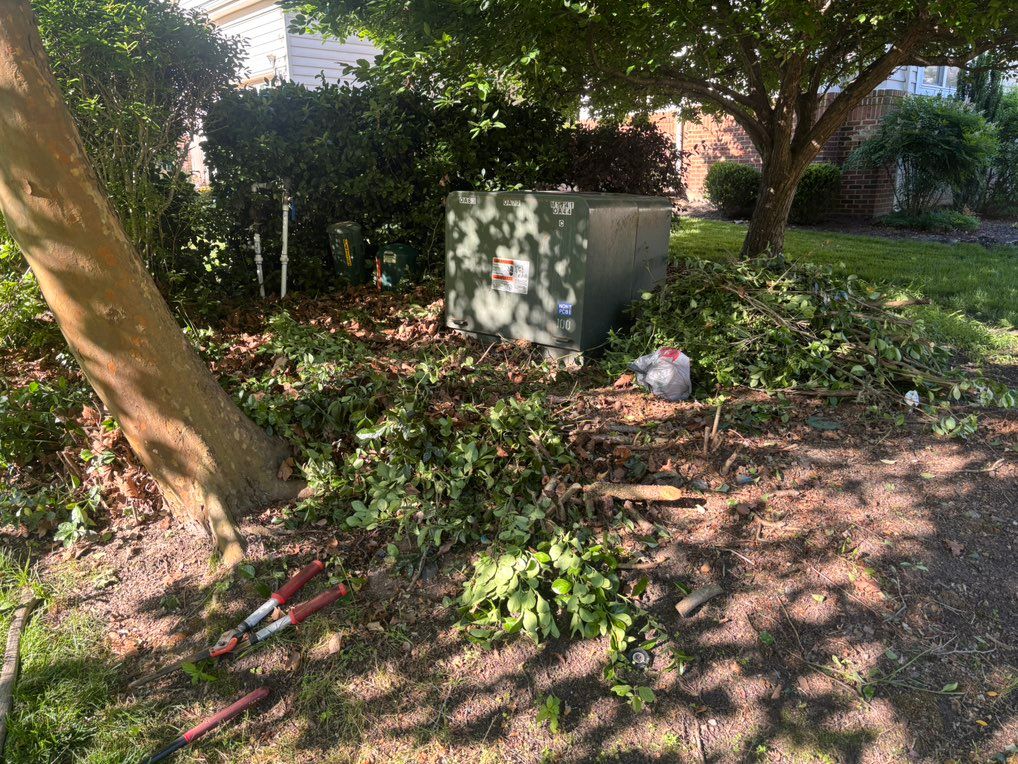 Tree trimming 
