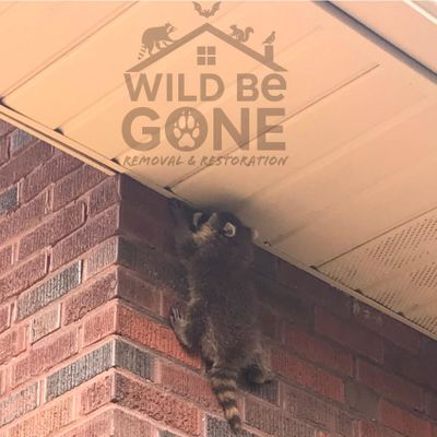 Avatar for Wild Be Gone Removal & Restoration