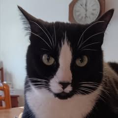 pro avatar
