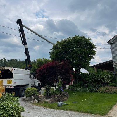Avatar for Willow Tree Service