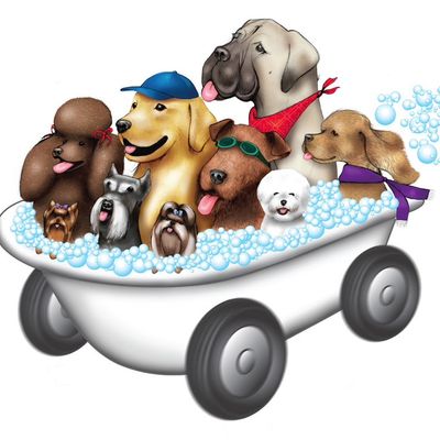 Avatar for ✨Chester Mobile Grooming Pets 🚐