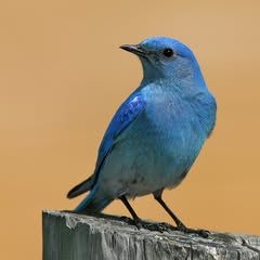 pro avatar