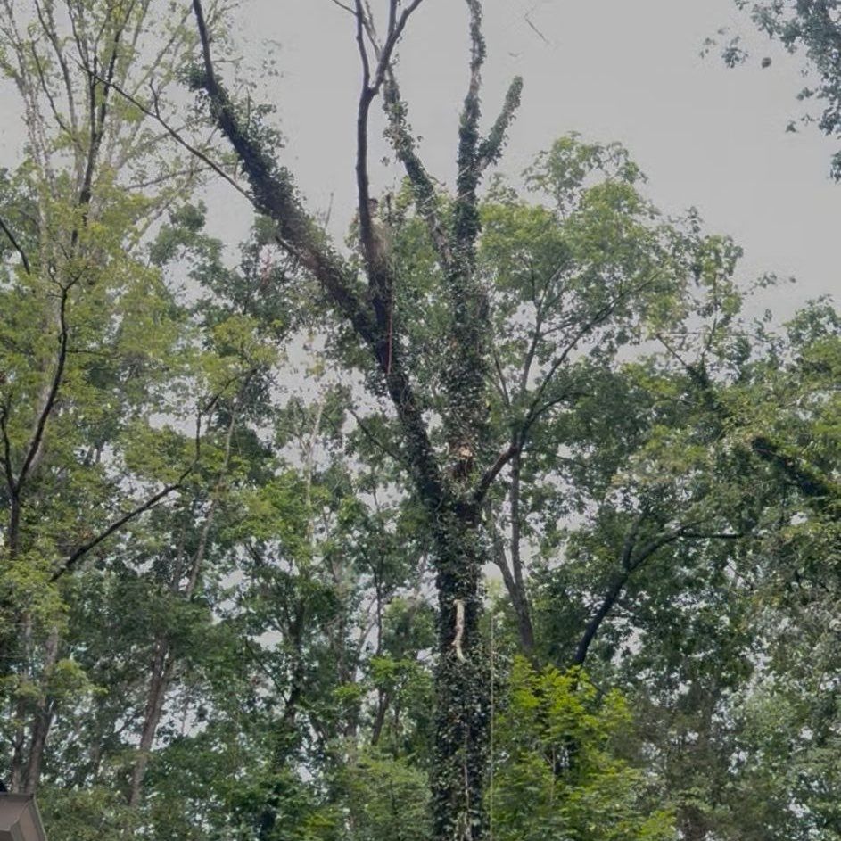 V.S.M tree service