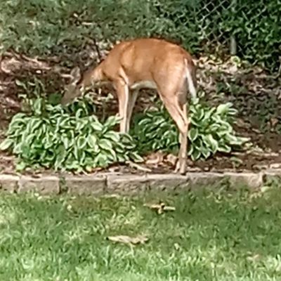Avatar for Schindler lawn service and power washing