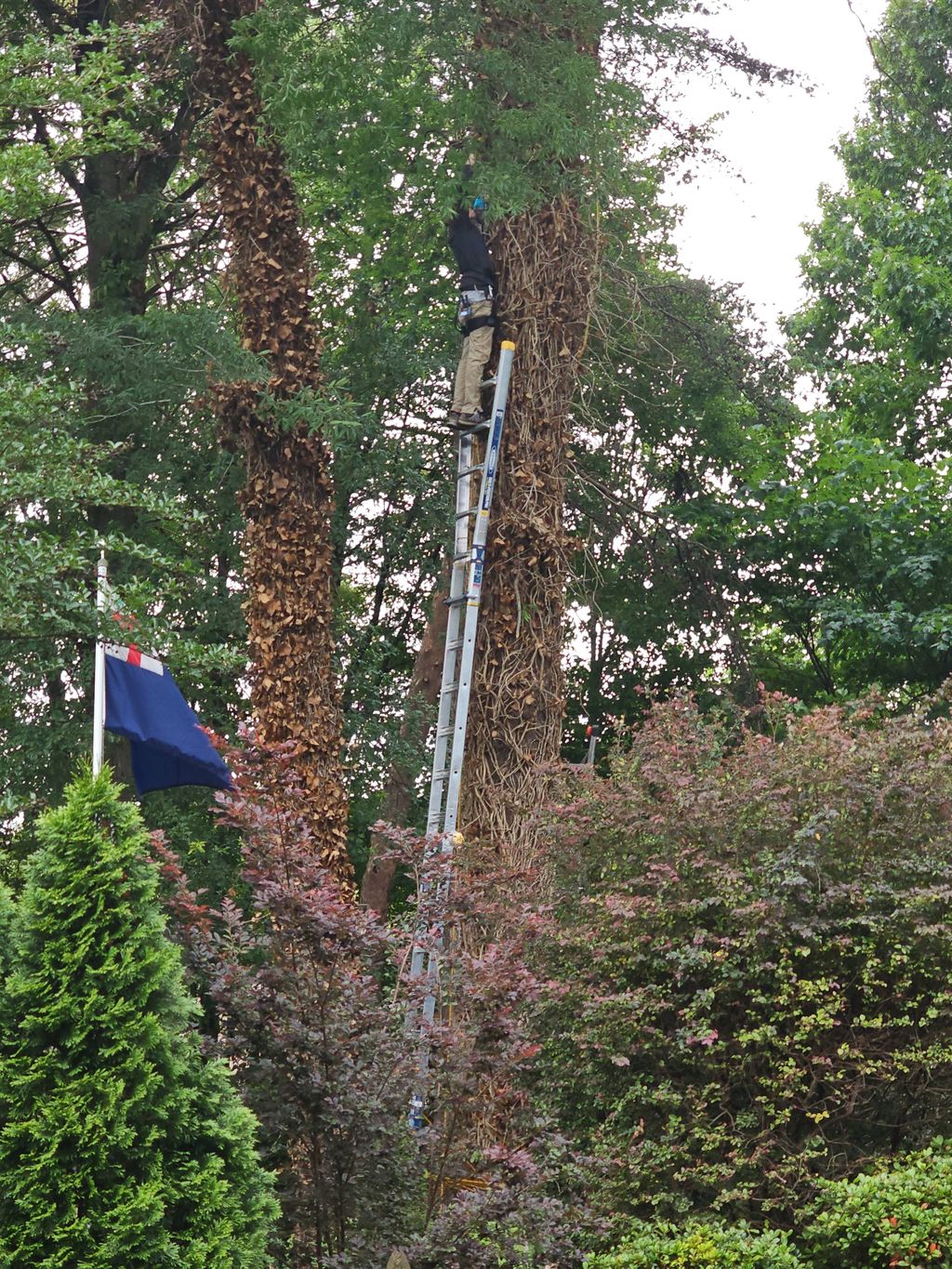 30 ft ladder