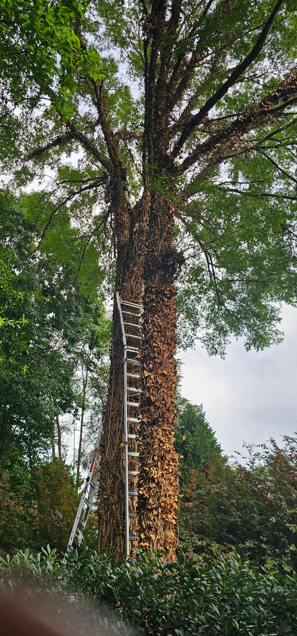 complex 60 ft vines confined climbing gear useless