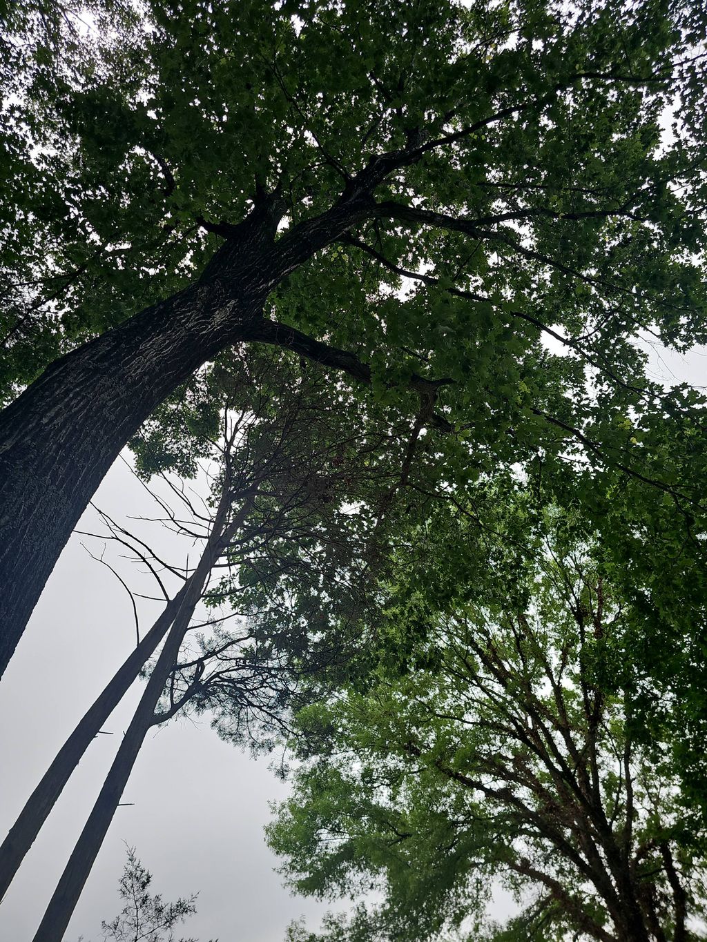 tree before being cut: scm