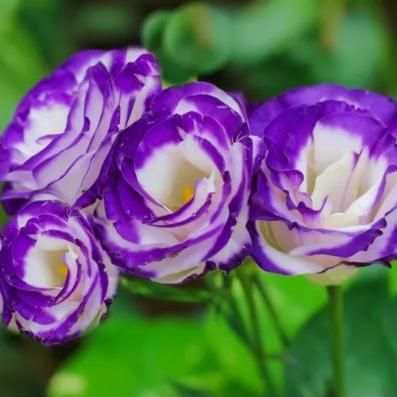 Avatar for Artistry in Bloom