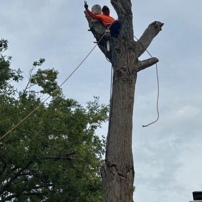 Avatar for Tree service God will prove