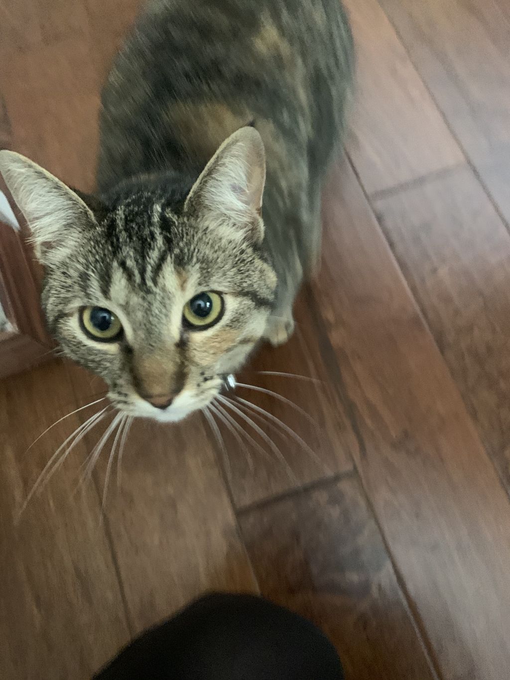 Marvin the kitty cat