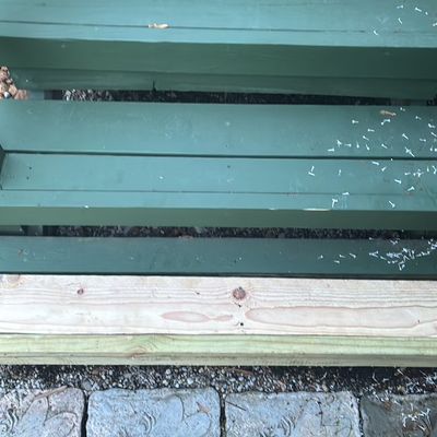 Avatar for Wulfs critter control and handyman services