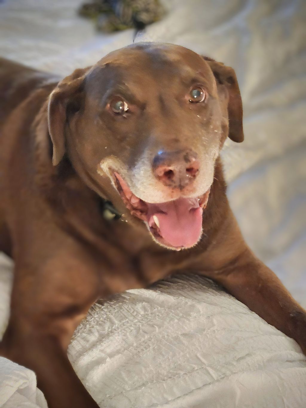 My precious pup, Rocky!