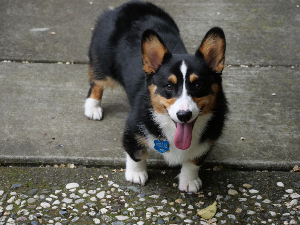 Corgi Alert!   Little Willie is full of energy!