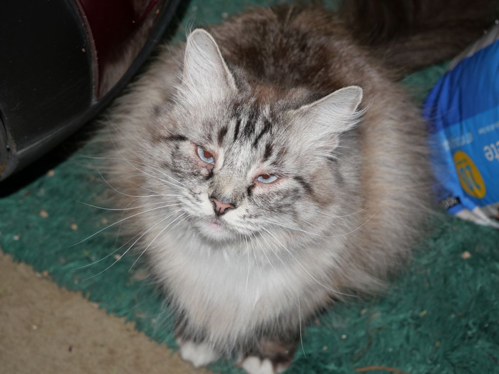 Blue Eyes is the Burmese who follows you like a do