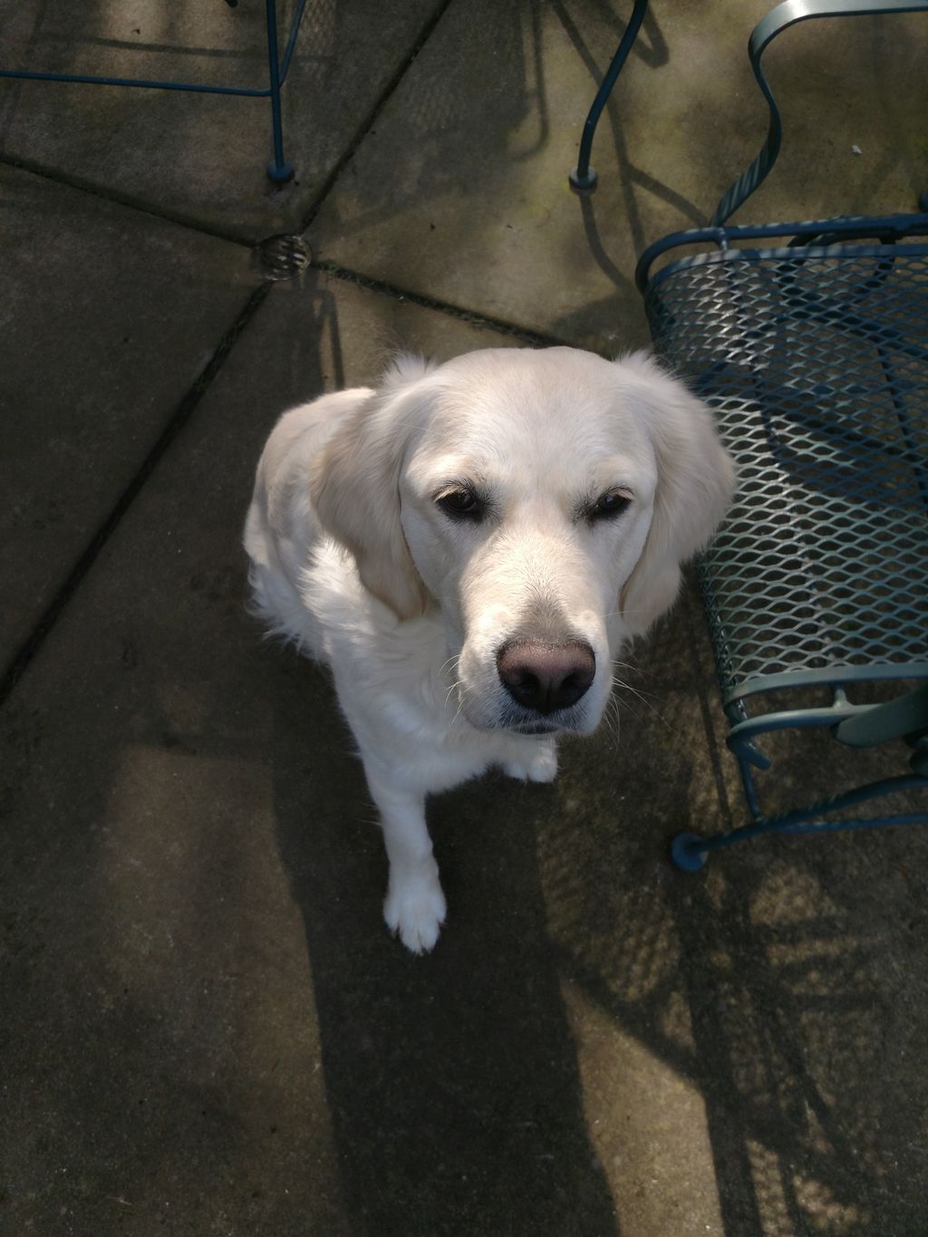 Ellie, in her puppy phase.  Our favorite White Gol