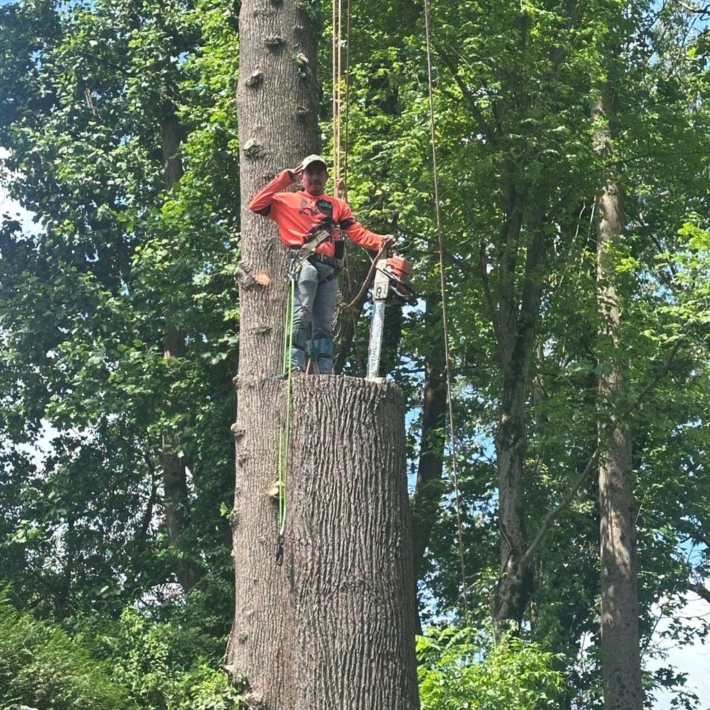 Liberty Tree Services