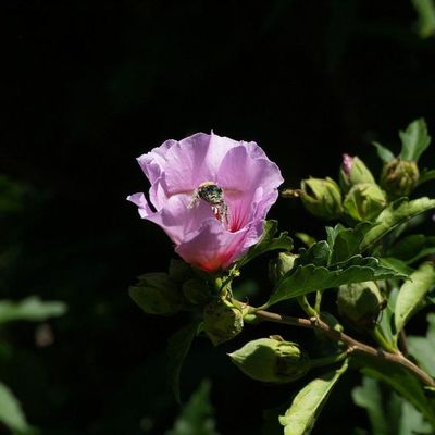 Avatar for Busy Bee Photography