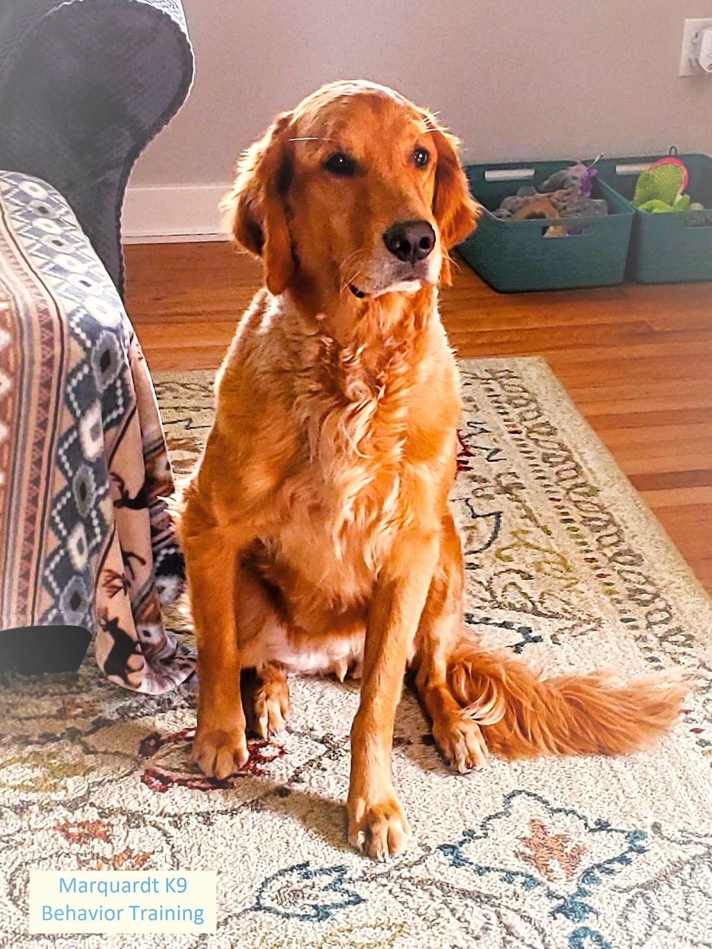 Sully - Obedience training