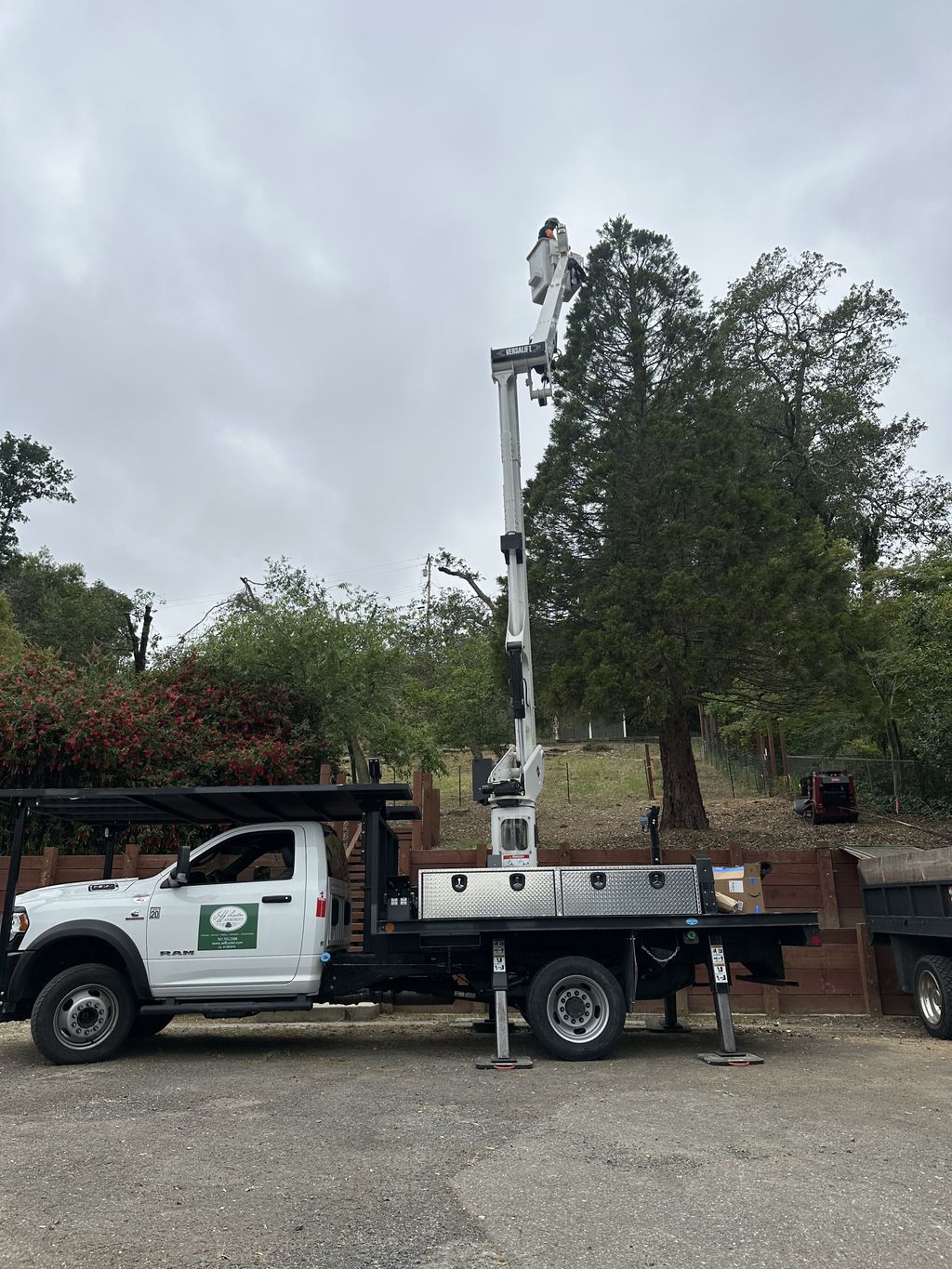 Stringing Christmas lights on a huge Redwood