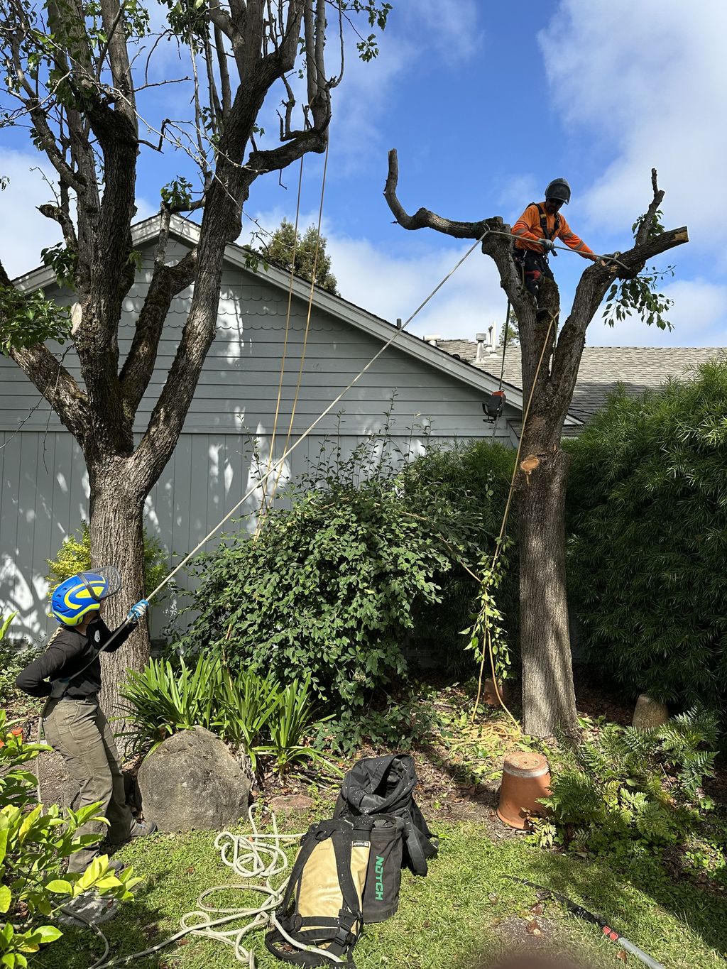 Molly and Juan working on a tree removal