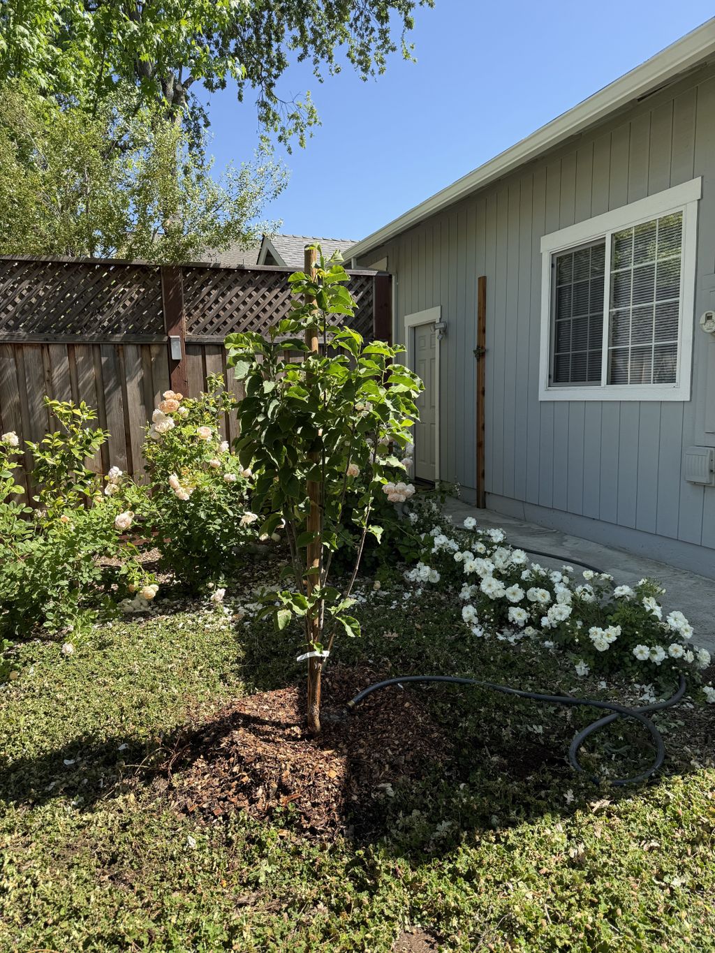A beautiful Saucer Magnolia planted for our happy 