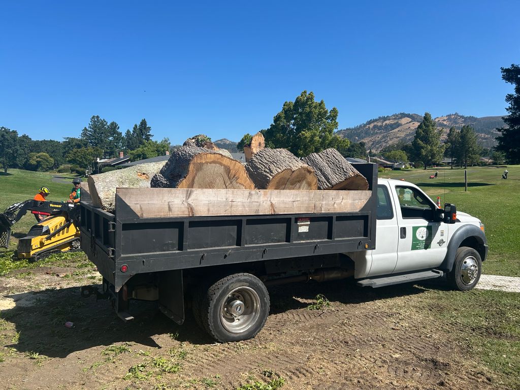 Call me for free logs or woodchips!