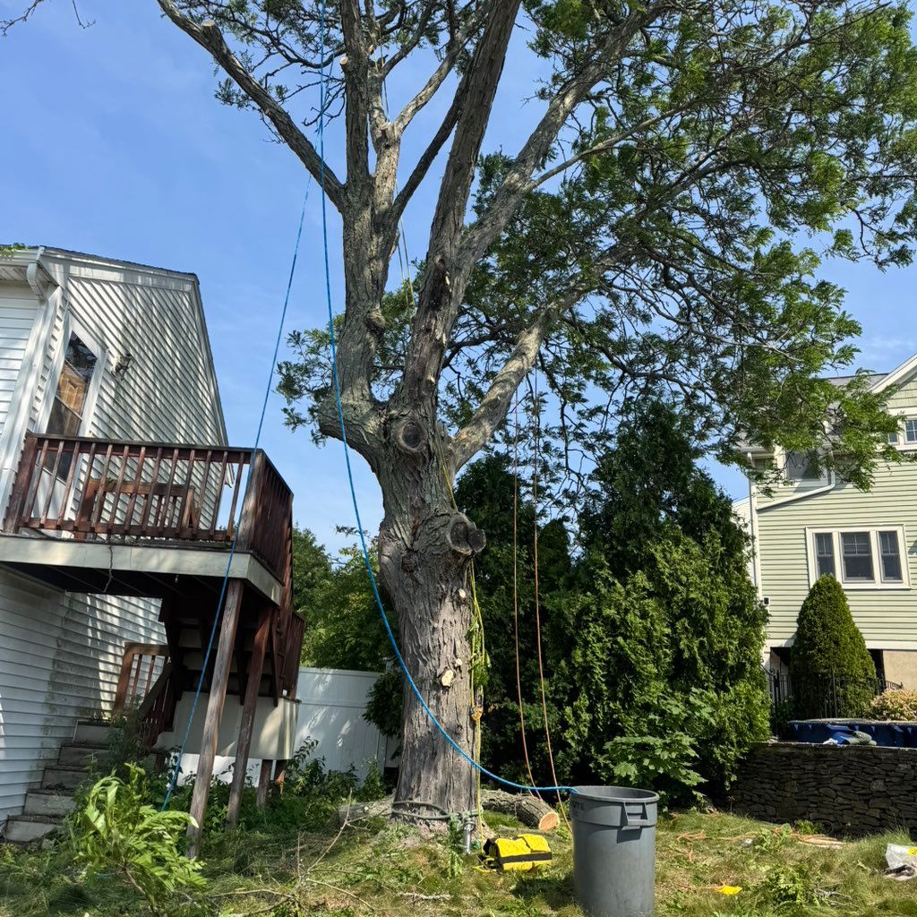 Junior landscaping&Tree service