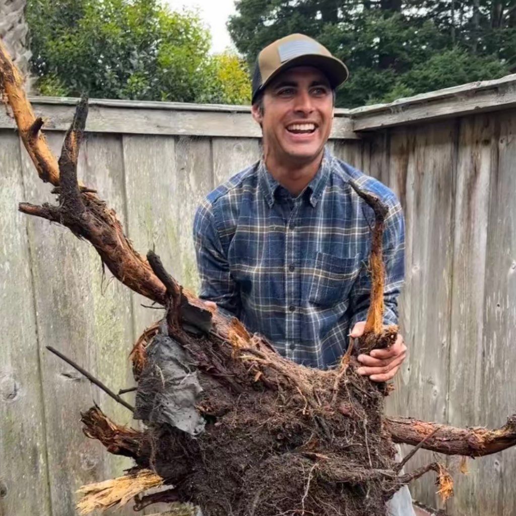 Power to the trees