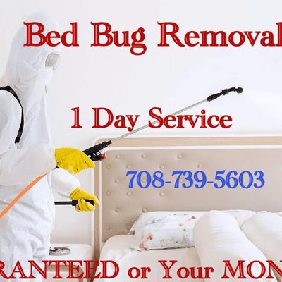 Avatar for BED BUGS BEGONE