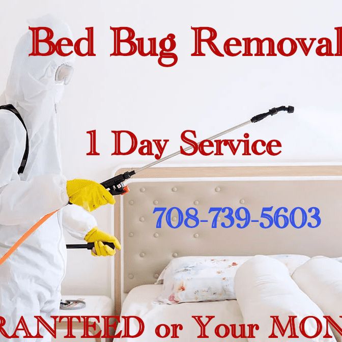 BED BUGS BEGONE