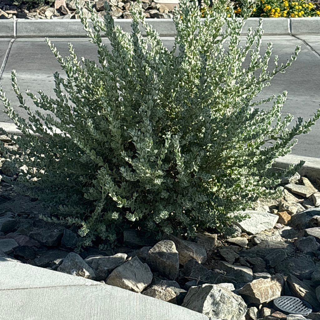 Ana's landscaping