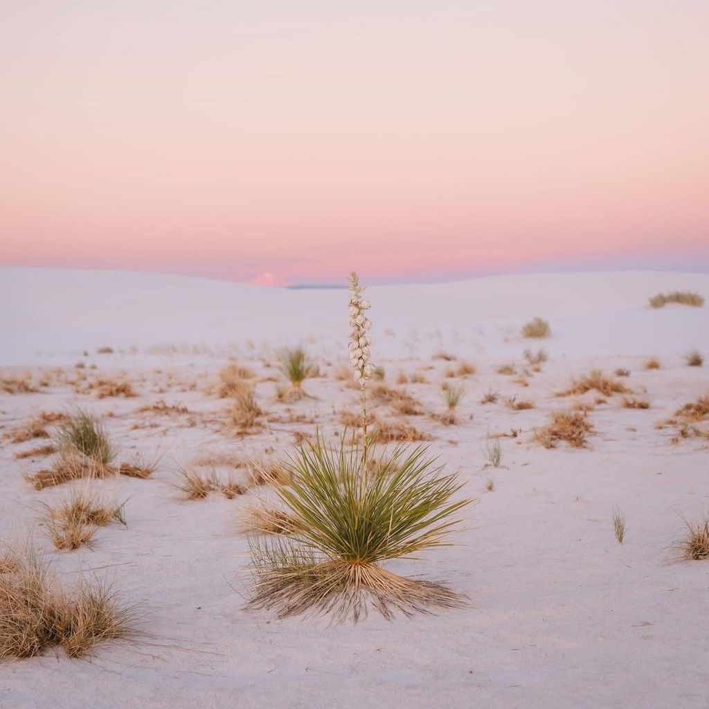 Lucid Dream Photography