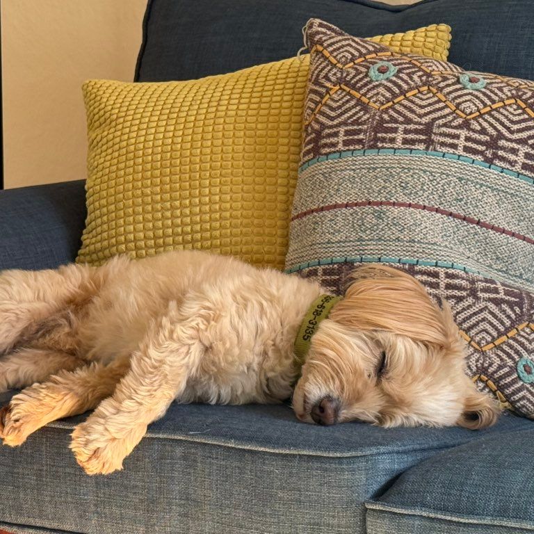 Layin on of Hands: Pet Care