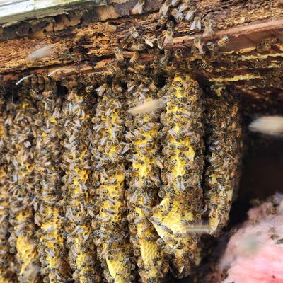 Avatar for Bluegrass bee and wildlife removal