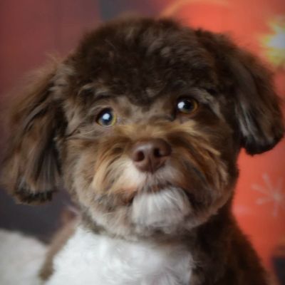 Avatar for The Taylored Canine Mobile Grooming