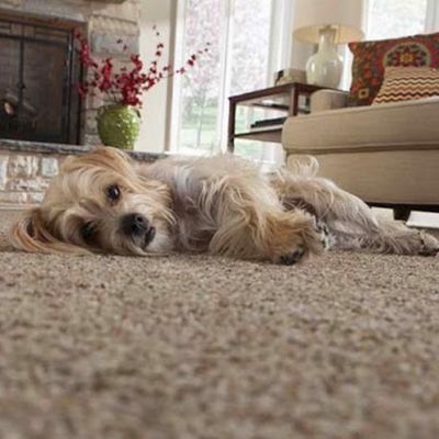 Avatar for Metro Carpet And More, LLC