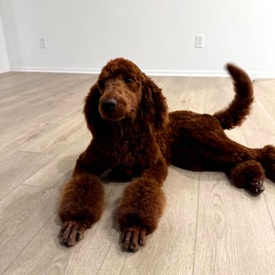 Avatar for Lisa's Dog Grooming